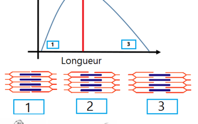 Dans quelle position un muscle est-il le plus fort?