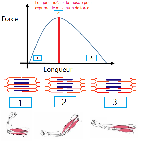 Dans quelle position un muscle est-il le plus fort?