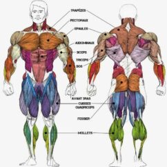 Anatomie musculaire