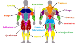 Anatomie musculation Articles des Programmes réalisés par Mathieu Coach sportif à Toulouse ValeoPerfomance