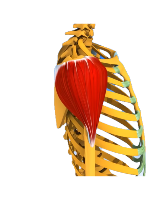 Deltoïdes Deltoïdes muscles des épaules