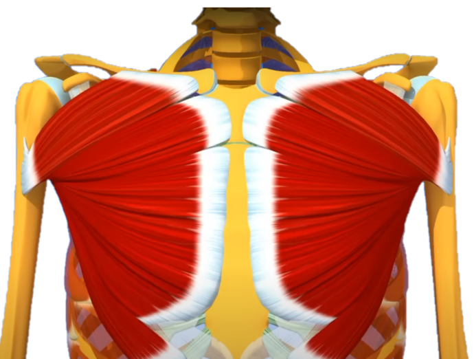 Grand pectoral