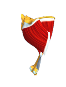 Muscles fessiers