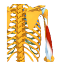 Triceps chef latéral