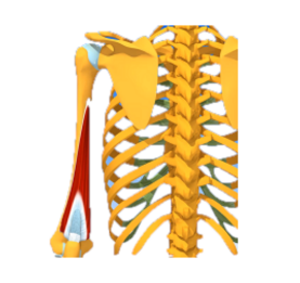 Triceps chef médial
