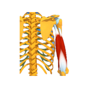 Triceps